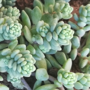 Sedum Dasyphyllum var. Glanduliferum