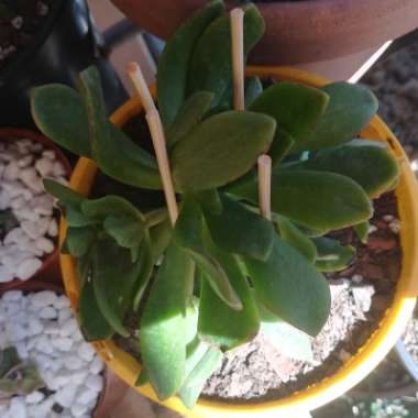 Aeonium Bronze Medal