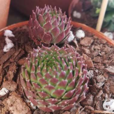 Sempervivum Octopodes v. Apetalum