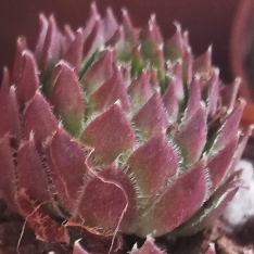 Sempervivum Octopodes v. Apetalum