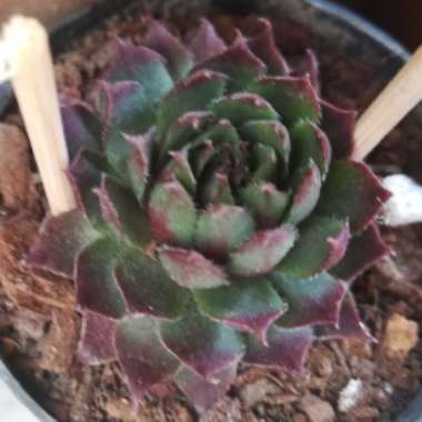 Sempervivum Royal Ruby