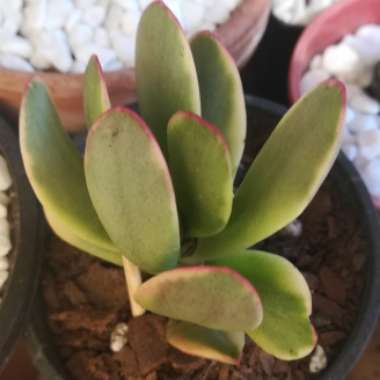 Crassula platyphylla variegated