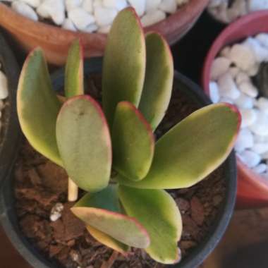 Crassula platyphylla variegated