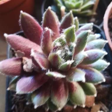 Sempervivum Rubin