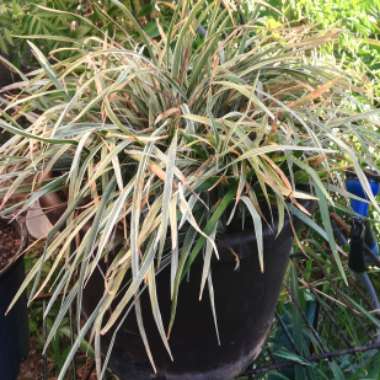 Ophiopogon japonicus 'Variegatus'