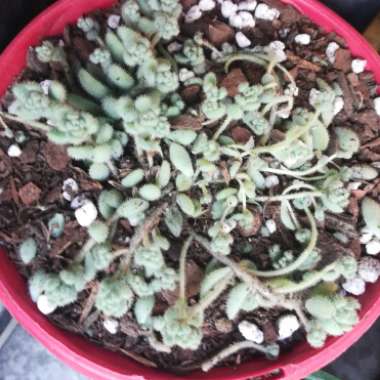 Sedum Dasyphyllum var. Glanduliferum