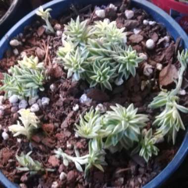 Sedum Lineare