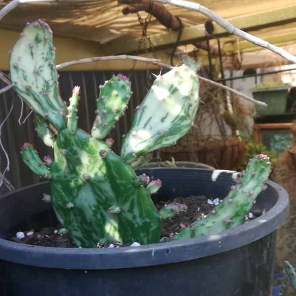 Plant image Opuntia Ficus-Indica Variegata