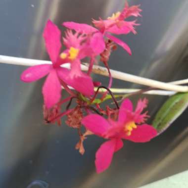 Epidendrum ibaguense 'Red'