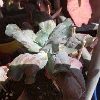 Echeveria Culibra