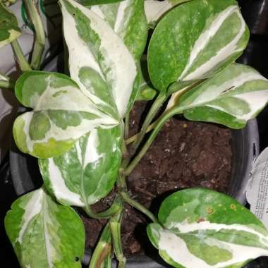 Epipremnum aureum 'Snow Queen'