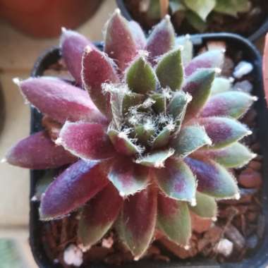 Sempervivum Rubin