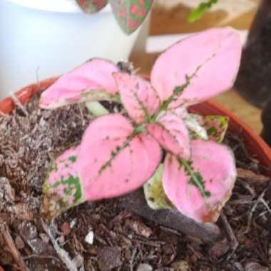 Hypoestes phyllostachya 'Pink Splash'