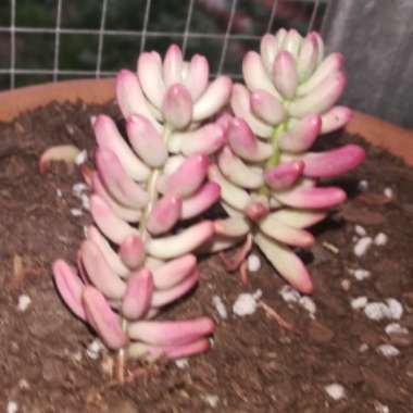 Sedum Rubrotinctum 'Aurora'