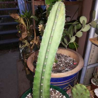 Cereus