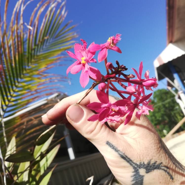 Plant image Epidendrum