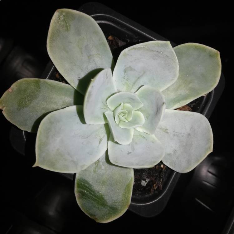 Plant image Echeveria Domingo