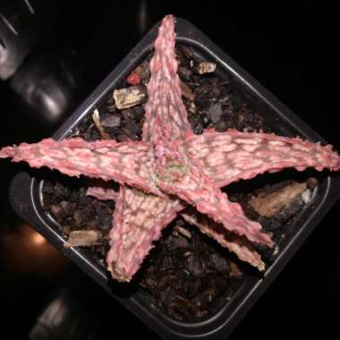 Aloe hybrid 'Pink Blush'