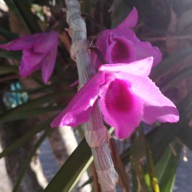 Guarianthe bowringiana