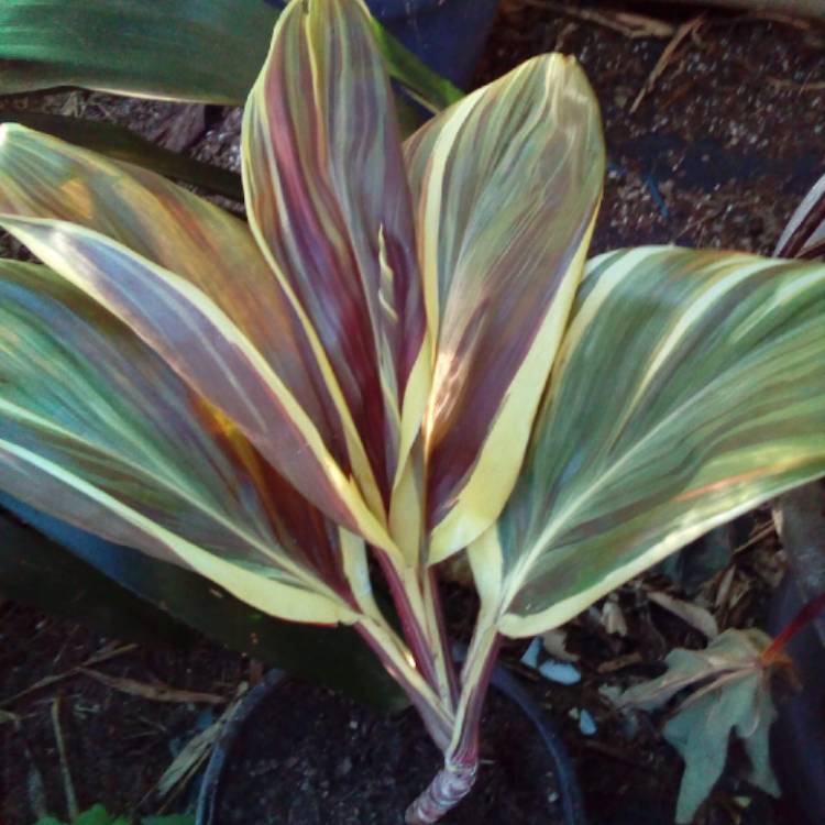 Plant image Cordyline Fruticosa 'Miss Andrea'