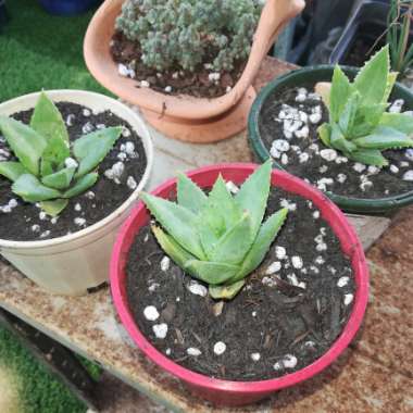 Aloe Polyphylla