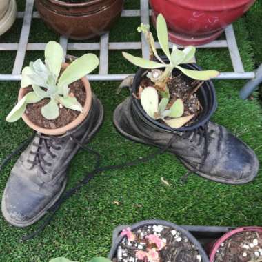 Senecio Amaniensis