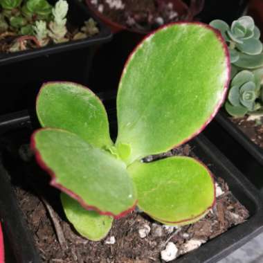 Cotyledon