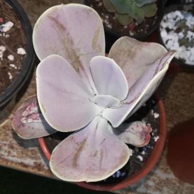 Echeveria Gibbiflora x Caronculata