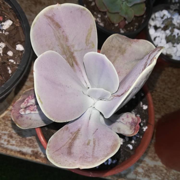 Plant image Echeveria Gibbiflora x Caronculata