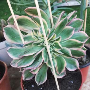 Aeonium Sunburst cristata