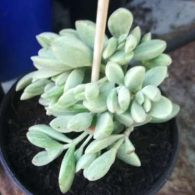 Crassula rogersii Variegated