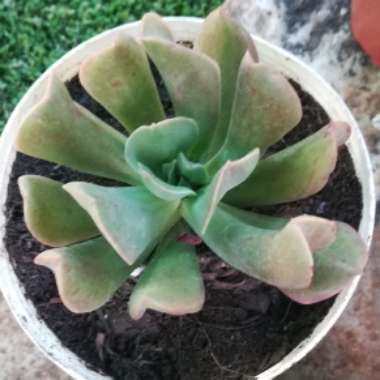 Echeveria Dark Hawk