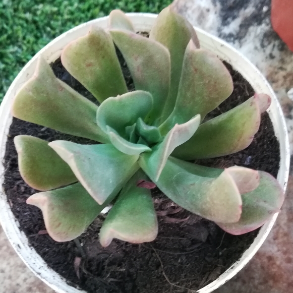 Plant image Echeveria Dark Hawk