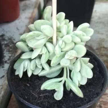 Crassula rogersii Variegated