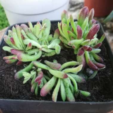 Crassula pubescens subsp. pubescens