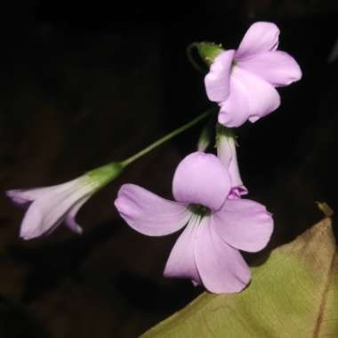 Oxalis triangularis subsp. papilionacea