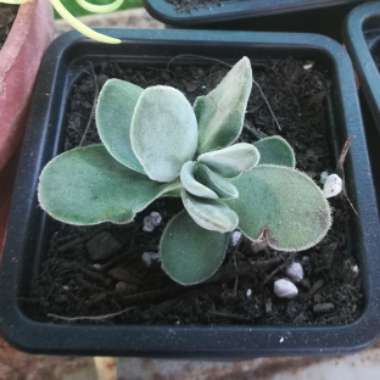 Crassula cotyledonis