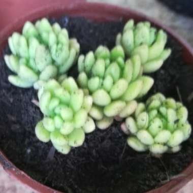 Sedum hirsutum subsp. baeticum