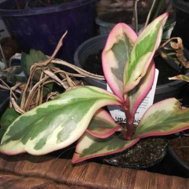 peperomia clusiifolia var. tricolor