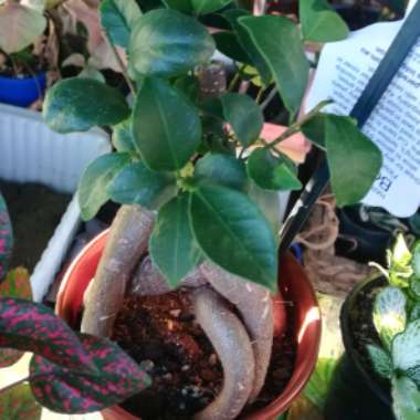 Ficus Microcarpa Retusa