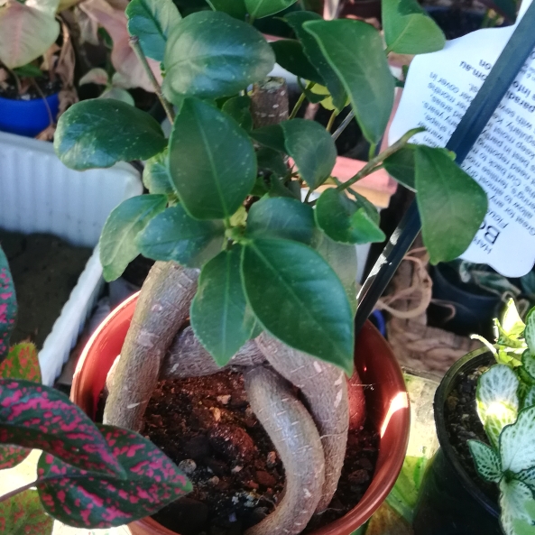 Plant image Ficus Microcarpa Retusa