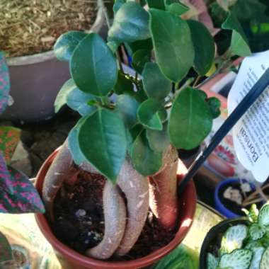 Ficus Microcarpa Retusa