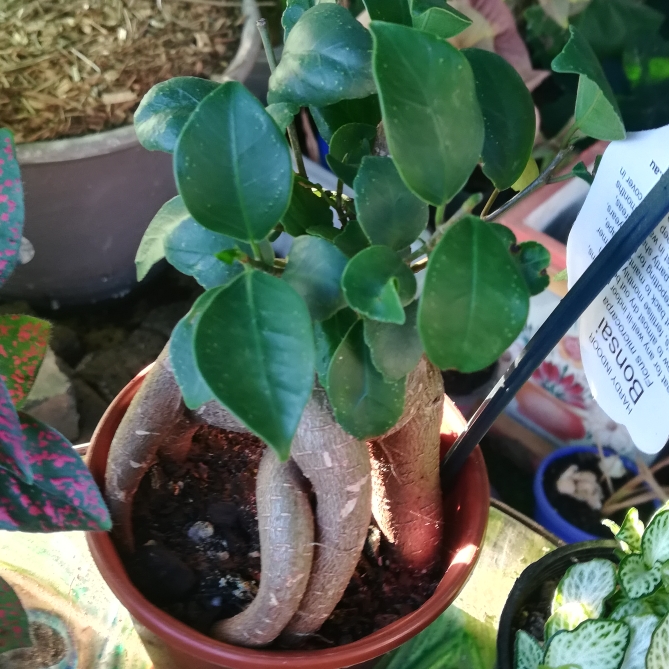 Plant image Ficus Microcarpa Retusa