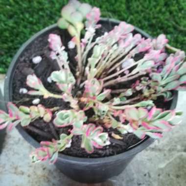 Sedum Spurium Tricolor