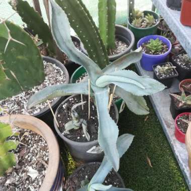 Agave gypsophila 'Blue Curls'