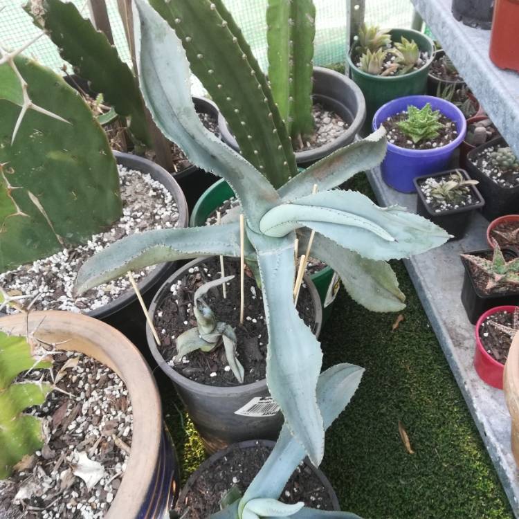 Plant image Agave gypsophila 'Blue Curls'