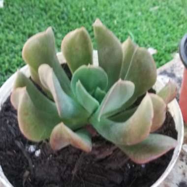 Echeveria Dark Hawk