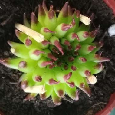 Sempervivum Pittoni