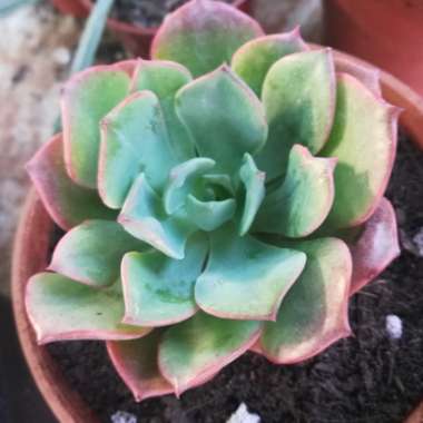 Echeveria Pagoda