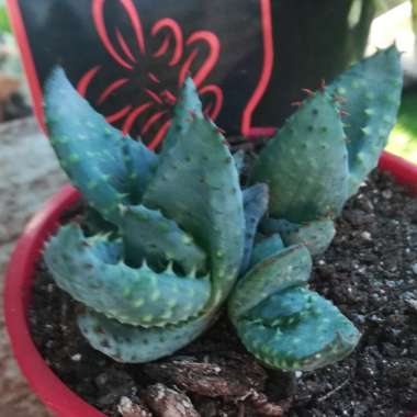 Aloe